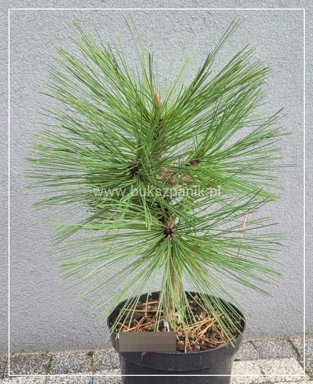 Sosna Jeffreya JOPPI C12l,40-50cm Pinus jeffreyi