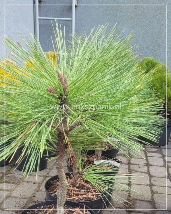 Sosna Jeffreya JOPPI C12l,40-50cm Pinus jeffreyi