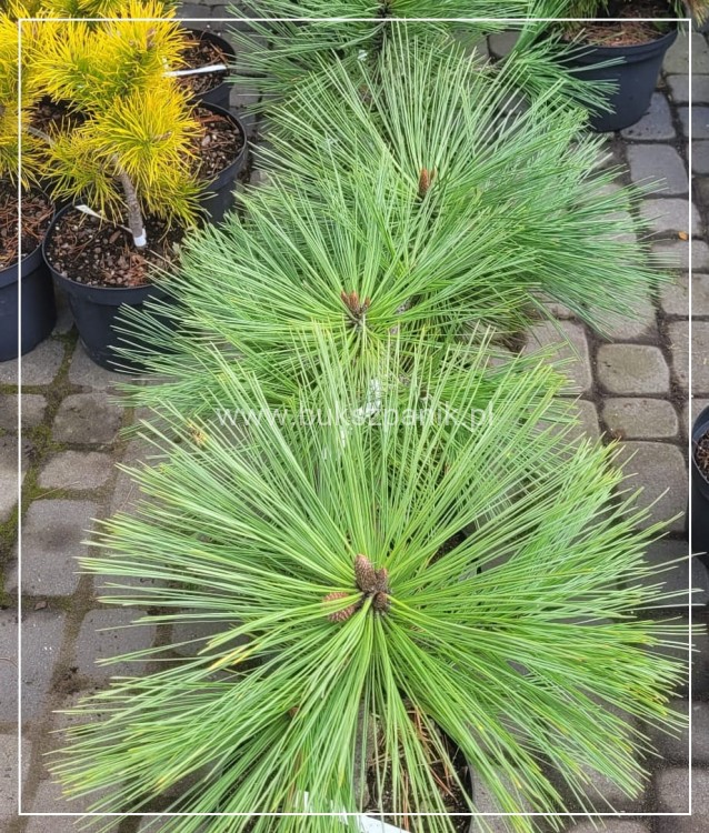 Sosna Jeffreya JOPPI C12l,40-50cm Pinus jeffreyi