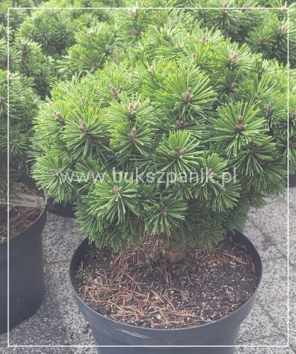 Sosna hakowata TITUS - pinus uncinata