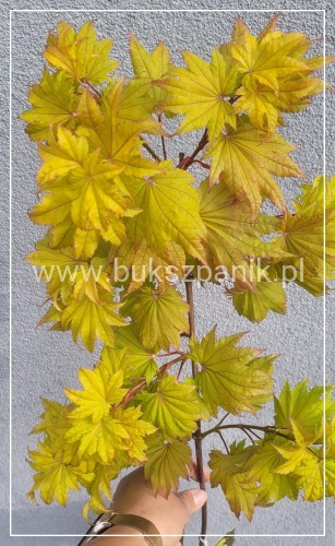 Klon Szirasawy 'Aureum' C10l, 35-65cm - Acer shirasawanum