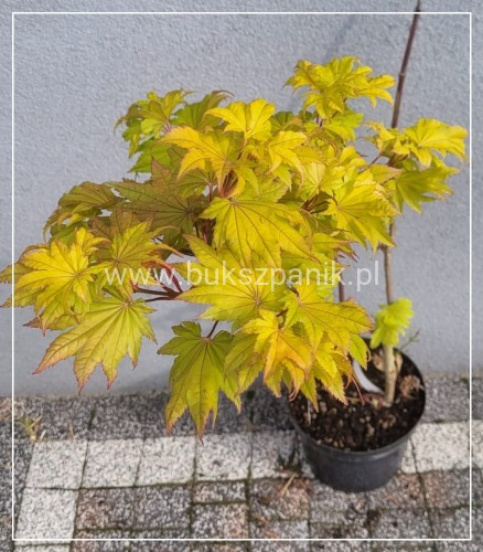 Klon Szirasawy 'Aureum' C10l, 35-65cm - Acer shirasawanum
