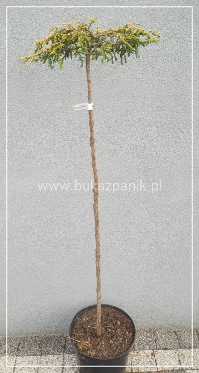 Jałowiec pospolity "Goldschatz Pa 95-110/15-25cm