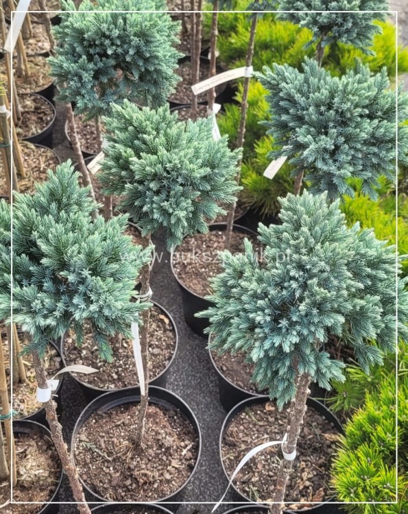 ałowiec łuskowaty 'Blue Starc7,5l, Pa70-90/15-20cm - Juniperus squamata