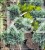 ałowiec łuskowaty 'Blue Starc7,5l, Pa70-90/15-20cm - Juniperus squamata