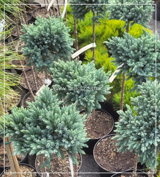 ałowiec łuskowaty 'Blue Starc7,5l, Pa70-90/15-20cm - Juniperus squamata