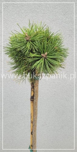 Sosna hakowata " TITUS" - pinus uncinata PA75-90/15-25