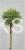 Sosna hakowata " TITUS" - pinus uncinata PA75-90/15-25
