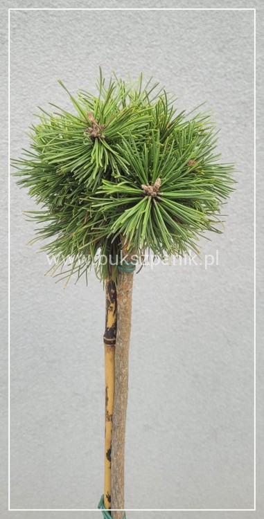 Sosna hakowata " TITUS" - pinus uncinata PA75-90/15-25