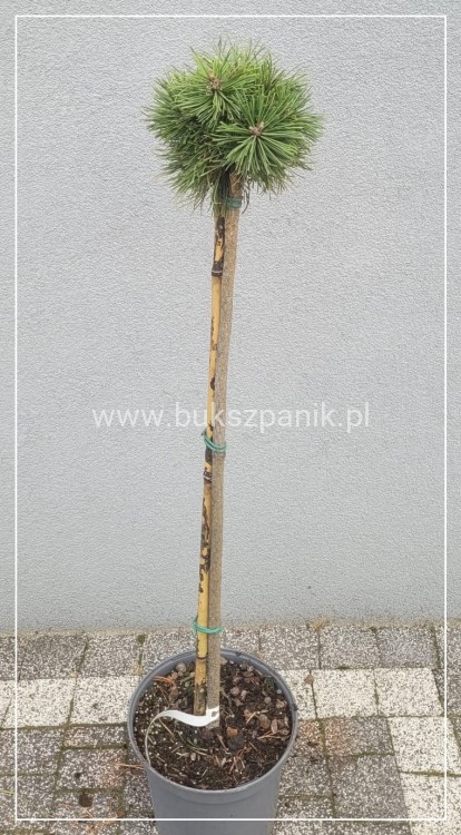 Sosna hakowata " TITUS" - pinus uncinata PA75-90/15-25