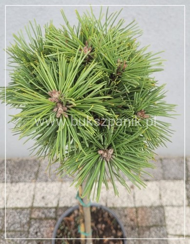 Sosna hakowata " TITUS" - pinus uncinata PA75-90/15-25