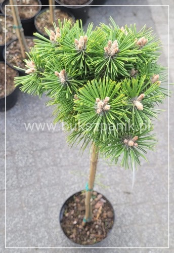 Sosna kosodrzewina BENJAMIN Pa 85-95/15-20cm - Pinus mugo