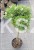 Sosna kosodrzewina BENJAMIN Pa 85-95/15-20cm - Pinus mugo
