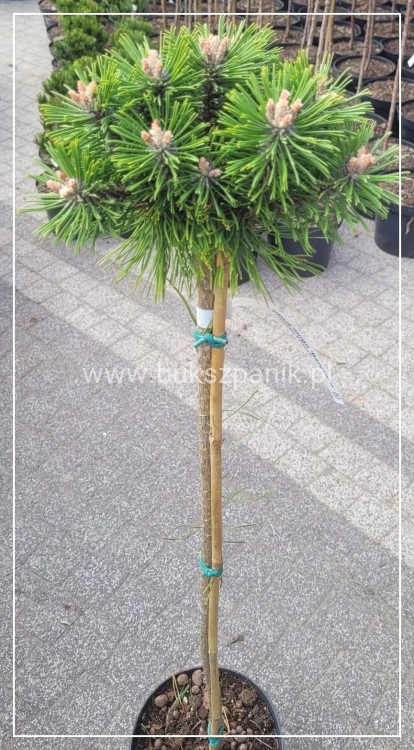 Sosna kosodrzewina BENJAMIN Pa 85-95/15-20cm - Pinus mugo