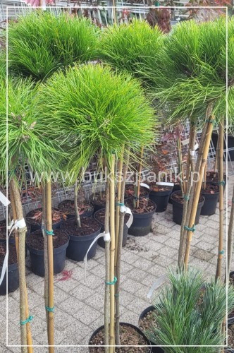 SOSNA CZARNA marie Bregeon pinus nigra