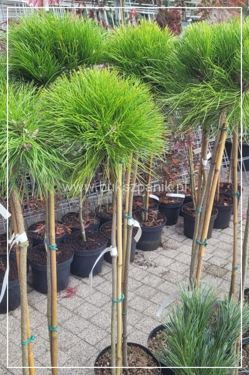 SOSNA CZARNA marie Bregeon pinus nigra