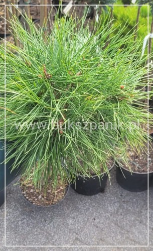 Sosna gęstokwiatowa KIM -PA90-115/15-25cm, c5l Pinus densiflora