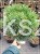 Sosna gęstokwiatowa KIM -PA90-115/15-25cm, c5l Pinus densiflora