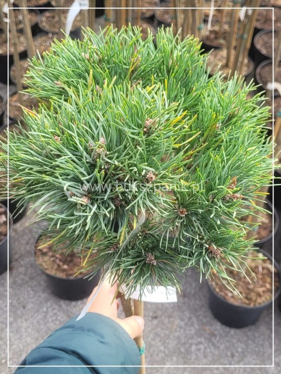 Sosna gęstokwiatowa KIM -PA90-115/15-25cm, c5l Pinus densiflora