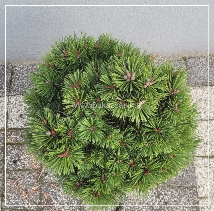 Sosna kosodrzewina 'Hnízdo c5, 20-30cm- Pinus mugo