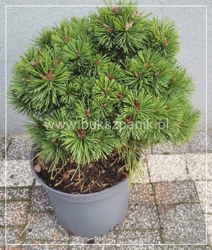 Sosna kosodrzewina 'Hnízdo c5, 20-30cm- Pinus mugo