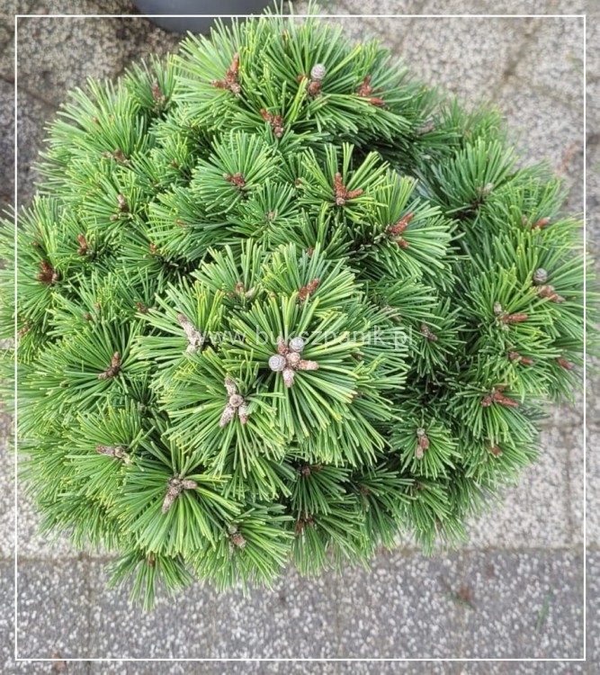Sosna kosodrzewina 'Hnízdo c5, 20-30cm- Pinus mugo