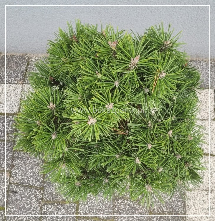 Sosna kosodrzewina BENJAMIN - Pinus mugo C5l, 20-30cm