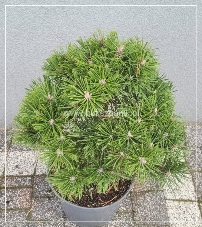 Sosna kosodrzewina BENJAMIN - Pinus mugo C5l, 20-30cm