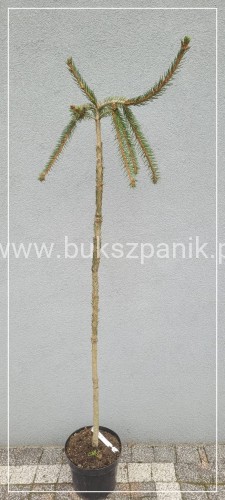 Świerk pospolity INVERSA Pa110-125/24, c10l- Picea abies