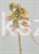 Jałowiec płożący GOLDEN CARPET PA100-120/20-30cm, - juniperus horizontalis