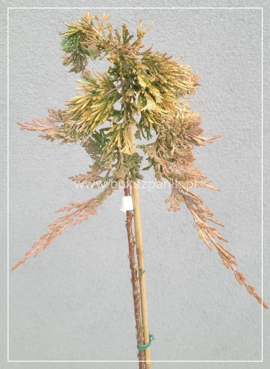 Jałowiec płożący GOLDEN CARPET PA100-120/20-30cm, - juniperus horizontalis
