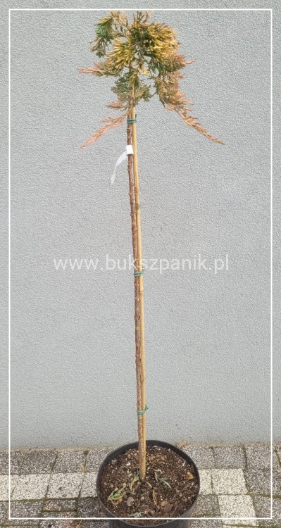 Jałowiec płożący GOLDEN CARPET PA100-120/20-30cm, - juniperus horizontalis