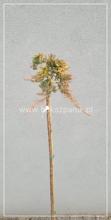 Jałowiec płożący GOLDEN CARPET PA100-120/20-30cm, - juniperus horizontalis