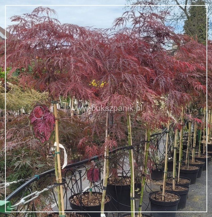 Klon palmowy 'Garnet'- Acer palmatum PA110-130/40-60cm C12l