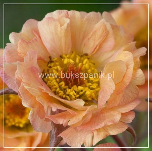 Kuklik Mai Tai - Geum Rivale
