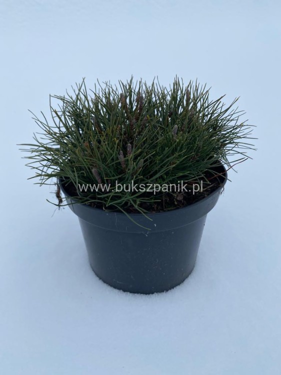 Sosna Górska syn. kosodrzewina Pumilio - Pinus mugo