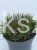 Sosna Górska syn. kosodrzewina Pumilio - Pinus mugo