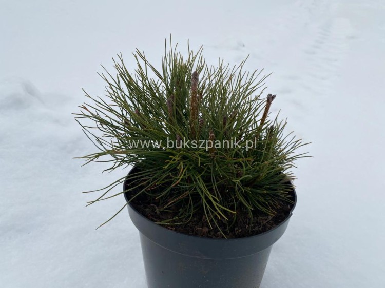 Sosna Górska syn. kosodrzewina Pumilio - Pinus mugo