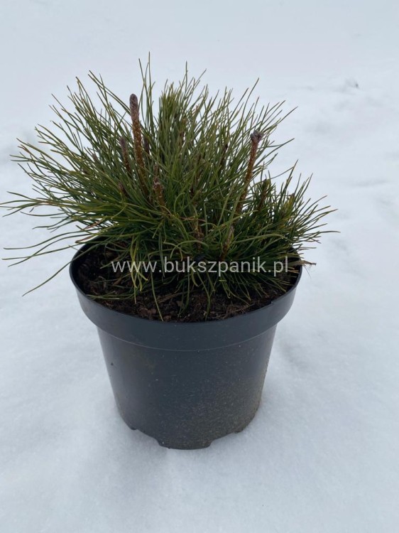 Sosna Górska syn. kosodrzewina Pumilio - Pinus mugo