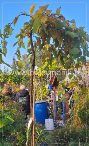 Grab pospolity Pendula