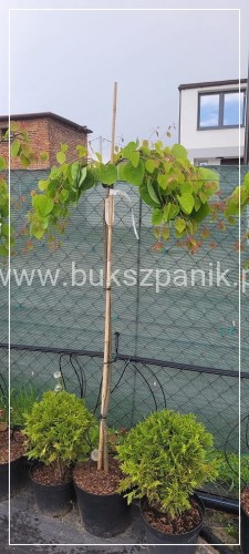 Grujecznik japoński PENDULA- Cercidiphyllum japonicum PA 130-165cm,