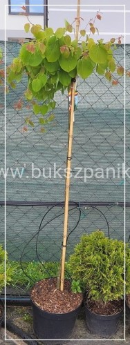Grujecznik japoński PENDULA- Cercidiphyllum japonicum PA 130-165cm,