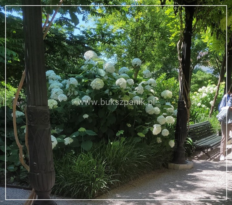 Hortensja krzewiasta " ANNABELLE"- Hydrangea arborescens