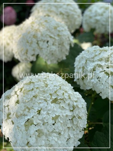 Hortensja krzewiasta " ANNABELLE"- Hydrangea arborescens