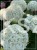 Hortensja krzewiasta " ANNABELLE"- Hydrangea arborescens