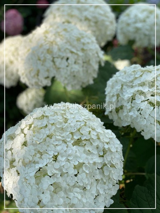 Hortensja krzewiasta " ANNABELLE"- Hydrangea arborescens