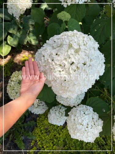Hortensja krzewiasta " ANNABELLE"- Hydrangea arborescens