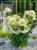 Hortensja krzewiasta " ANNABELLE"- Hydrangea arborescens