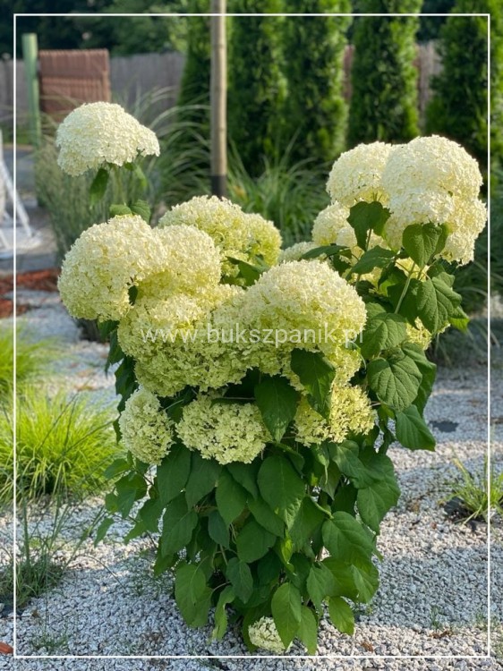 Hortensja krzewiasta " ANNABELLE"- Hydrangea arborescens