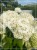 Hortensja krzewiasta " ANNABELLE"- Hydrangea arborescens